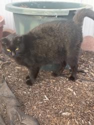 Lost Male Cat last seen Garden Grove and Hoover, Westminster, CA 92683
