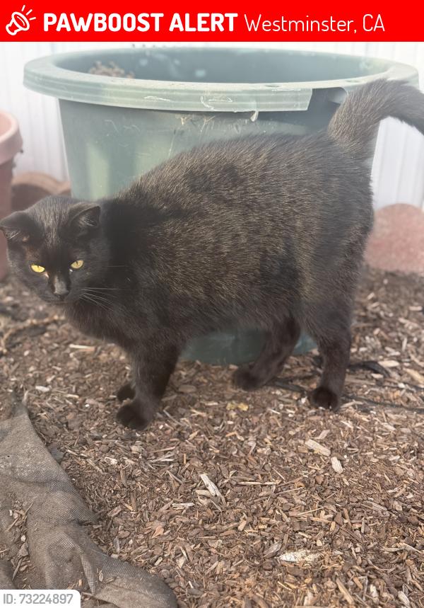Lost Male Cat last seen Garden Grove and Hoover, Westminster, CA 92683