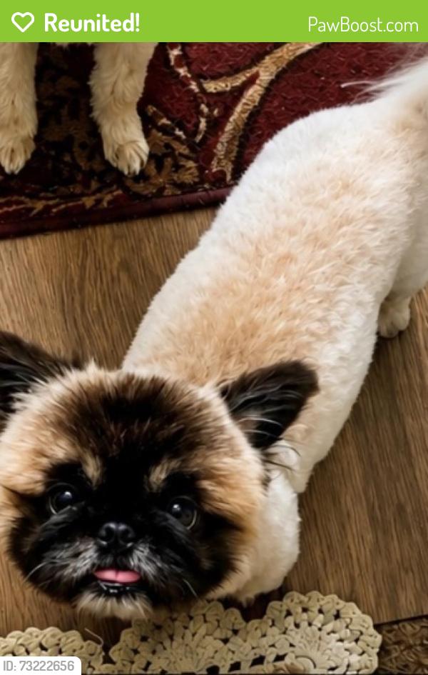 Reunited Male Dog last seen Near Braddock Rd High Point N.C. 27265, High Point, NC 27265