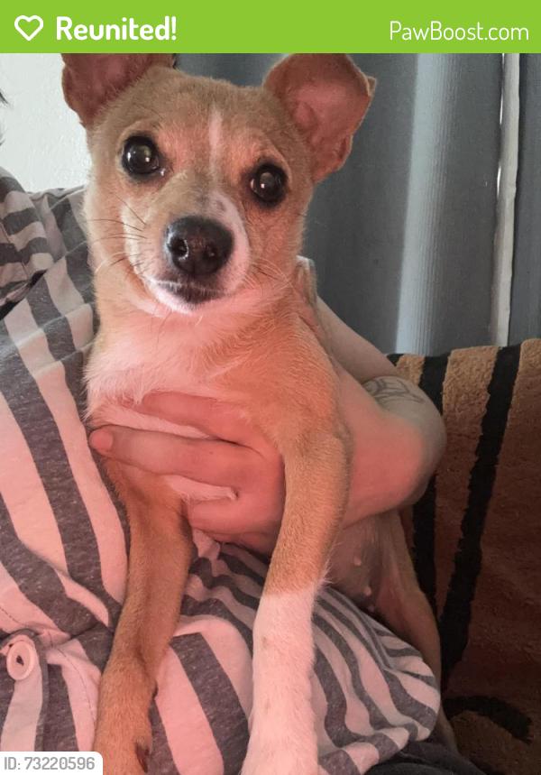Reunited Female Dog last seen 73rd and Foster, Portland, OR 97206