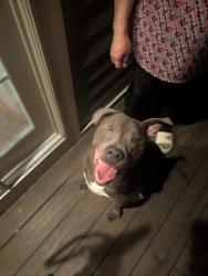 Reunited Female Dog last seen Washington St & High View St, Boston, MA 02132
