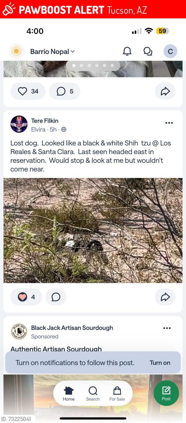Lost Male Dog last seen Los reales and Santa Clara Tucson Az, Tucson, AZ 85756