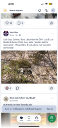 Lost Male Dog last seen Los reales and Santa Clara Tucson Az, Tucson, AZ 85756