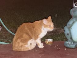 Found/Stray Unknown Cat last seen Mann rd and Alden ave, Indianapolis, IN 46221