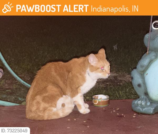 Found/Stray Unknown Cat last seen Mann rd and Alden ave, Indianapolis, IN 46221