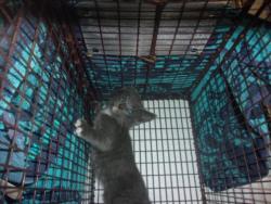 Shelter Stray Unknown Cat last seen , 14409 Vanowen St, Van Nuys, CA 91405, USA