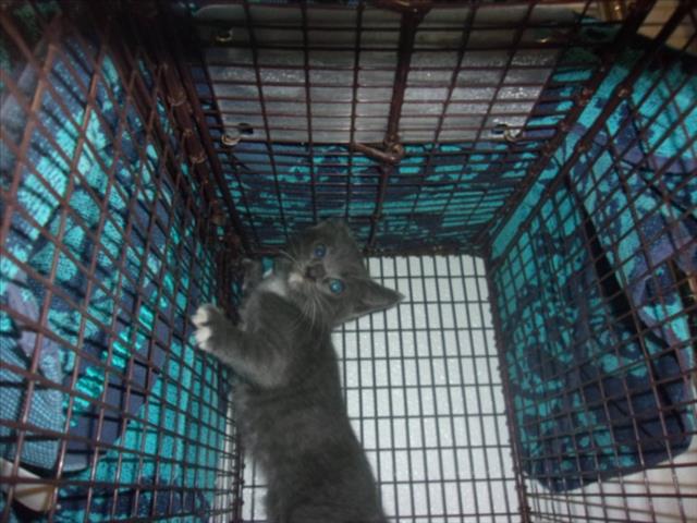 Shelter Stray Unknown Cat last seen , 14409 Vanowen St, Van Nuys, CA 91405, USA