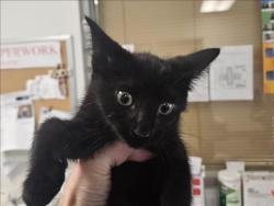 Shelter Stray Unknown Cat last seen , 14409 Vanowen St, Van Nuys, CA 91405, USA