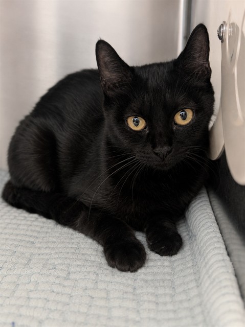 Shelter Stray Female Cat last seen Near BLOCK HAMMOCK ST, PERRIS CA 92571, 581 S Grand Ave, San Jacinto, CA 92582, USA