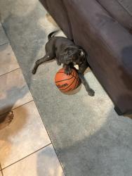 Lost Male Dog last seen Near fox run park, Fort Worth, TX 76123