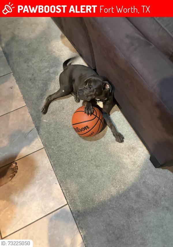 Lost Male Dog last seen Near fox run park, Fort Worth, TX 76123
