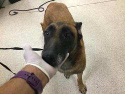 Shelter Stray Female Dog last seen Near BLOCK HASTINGS BLVD, JURUPA VALLEY CA 92509, 6851 Van Buren Boulevard, Jurupa Valley, CA 92509, USA