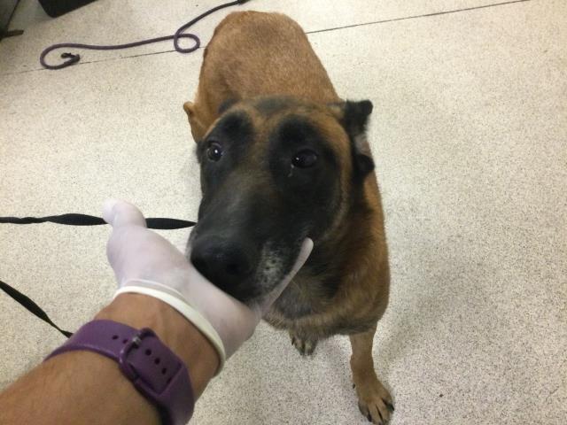 Shelter Stray Female Dog last seen Near BLOCK HASTINGS BLVD, JURUPA VALLEY CA 92509, 6851 Van Buren Boulevard, Jurupa Valley, CA 92509, USA