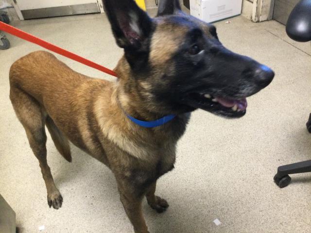 Shelter Stray Male Dog last seen PIERCE ST/ MAGNOLIA AVE, RIVERSIDE CA, 6851 Van Buren Boulevard, Jurupa Valley, CA 92509, USA