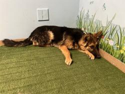 Shelter Stray Male Dog last seen , 38550 Sierra Hwy, Palmdale, CA 93550, USA
