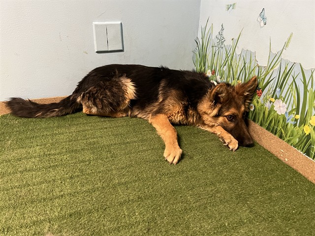 Shelter Stray Male Dog last seen , 38550 Sierra Hwy, Palmdale, CA 93550, USA