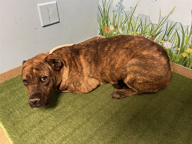 Shelter Stray Female Dog last seen , 38550 Sierra Hwy, Palmdale, CA 93550, USA