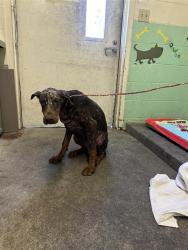 Shelter Stray Female Dog last seen 62ND AVE & 21ST ST, 2127 Front St, Sacramento, CA 95818, USA