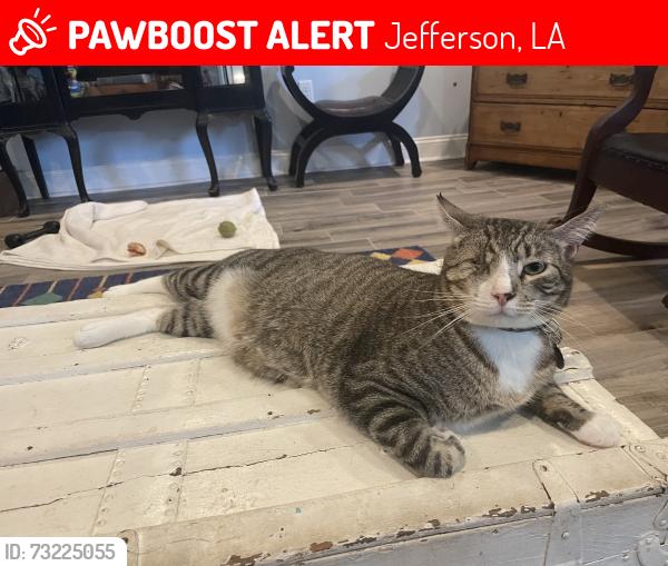 Lost Male Cat last seen Claiborne Ct and Sundorn St, Jefferson, LA 70121