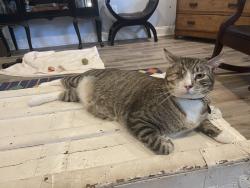 Lost Male Cat last seen Claiborne Ct and Sundorn St, Jefferson, LA 70121