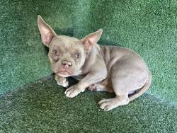 Shelter Stray Male Dog last seen , 5210 W Ave I, Lancaster, CA 93536, USA