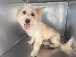 Shelter Stray Male Dog last seen , 4275 Elton St, Baldwin Park, CA 91706, USA