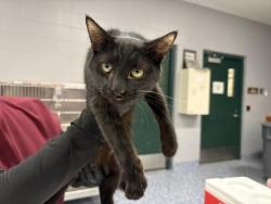 Shelter Stray Female Cat last seen PALM DR / INSLAY DR CATHEDRAL CITY, 72050 Pet Land Pl, Thousand Palms, CA 92276, USA