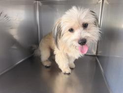 Shelter Stray Male Dog last seen , 4275 Elton St, Baldwin Park, CA 91706, USA