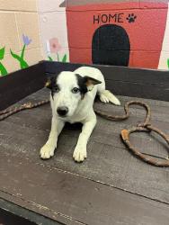 Shelter Stray Female Dog last seen , 31044 Charlie Canyon Rd, Castaic, CA 91384, USA