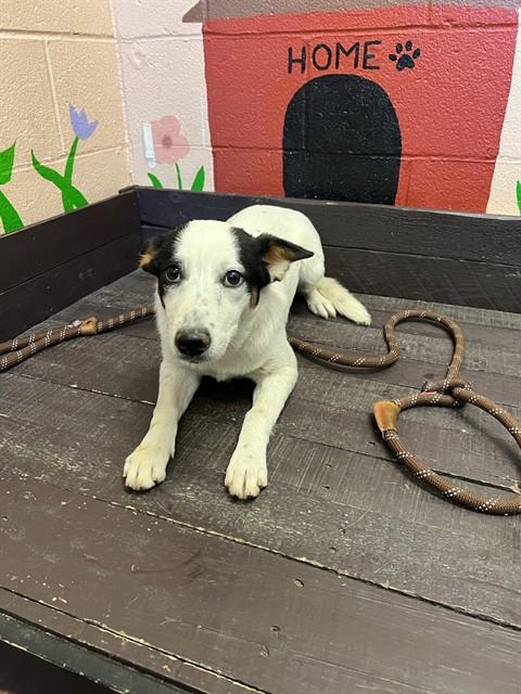 Shelter Stray Female Dog last seen , 31044 Charlie Canyon Rd, Castaic, CA 91384, USA