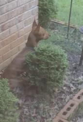 Found/Stray Unknown Dog last seen Salem Rd and Evans Mill Rd, Stonecrest, GA 30038
