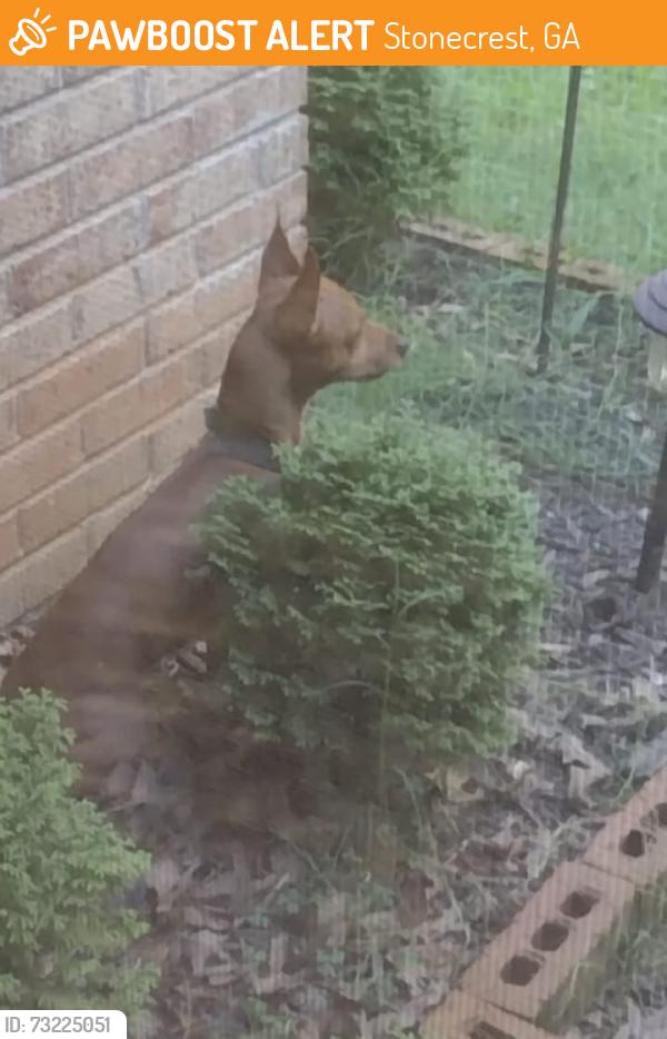 Found/Stray Unknown Dog last seen Salem Rd and Evans Mill Rd, Stonecrest, GA 30038