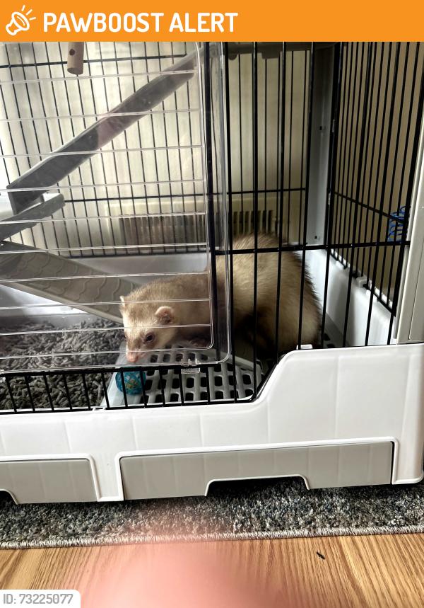 Found/Stray Male Ferret last seen Sycamore Lane Hummesltown, East Hanover Township, PA 17036