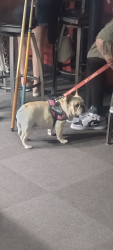 Found/Stray Male Dog last seen Tavern 24, Independence, MO 64052