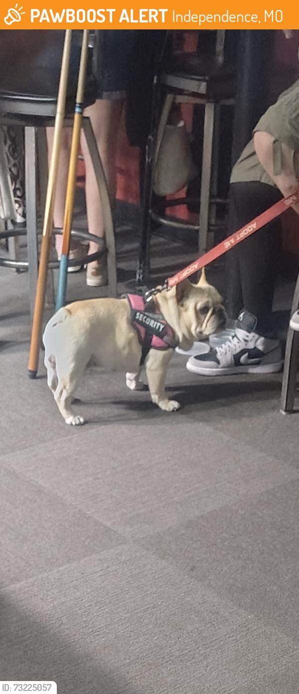 Found/Stray Male Dog last seen Tavern 24, Independence, MO 64052