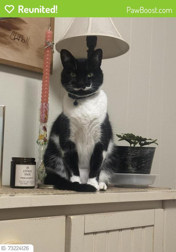 Reunited Male Cat last seen Roger lane off of Plymouth drive, Johnson City, TN 37601