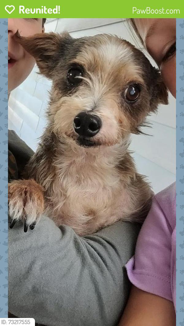 Reunited Male Dog last seen West Hamilton and Drake's Branch, Nashville, TN 37218