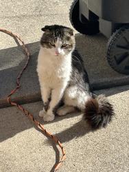 Found/Stray Male Cat last seen Lyndon & Inkster Rd, Livonia, MI 48154