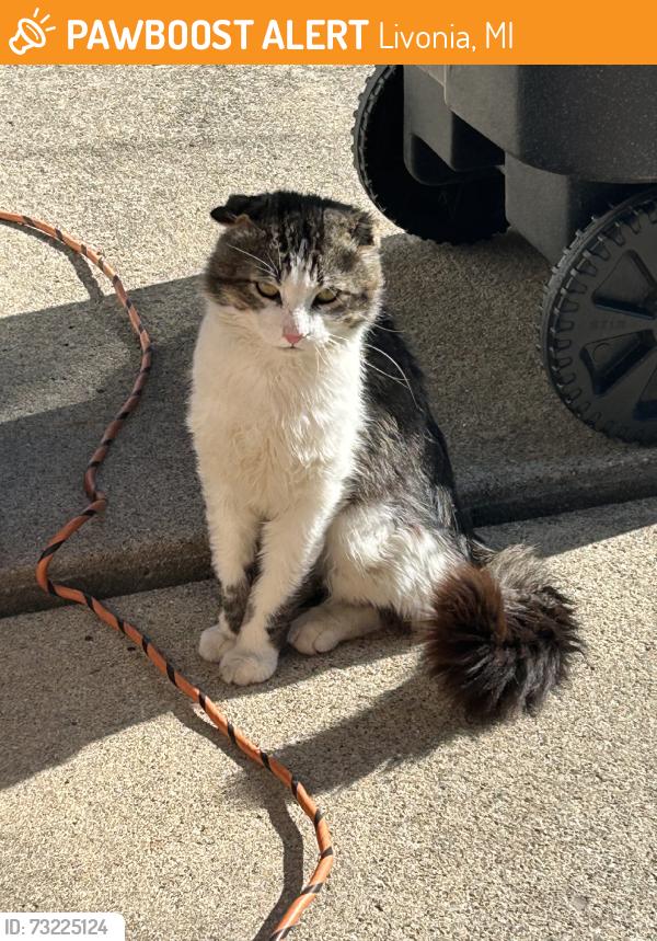 Found/Stray Male Cat last seen Lyndon & Inkster Rd, Livonia, MI 48154
