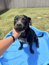 Found/Stray Male Dog last seen 9th and Milwaukee, Lubbock, TX 79416