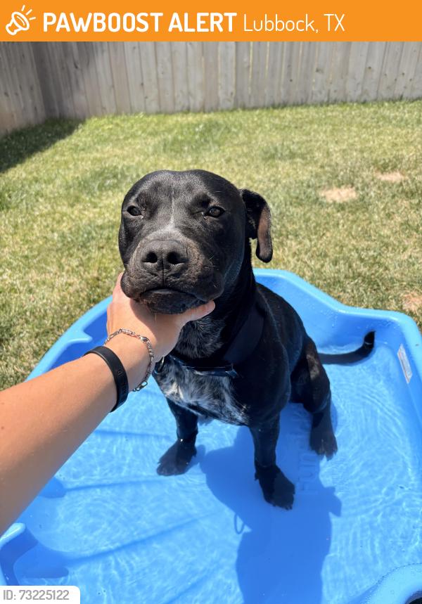 Found/Stray Male Dog last seen 9th and Milwaukee, Lubbock, TX 79416