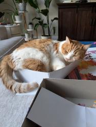 Lost Female Cat last seen Woodland Dr and Westwood Rd, Bangor, ME 04401