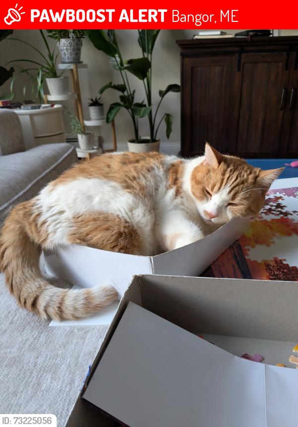 Lost Female Cat last seen Woodland Dr and Westwood Rd, Bangor, ME 04401