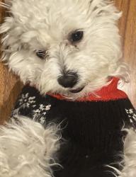 Reunited Male Dog last seen Painter avenue, Whittier, CA 90605