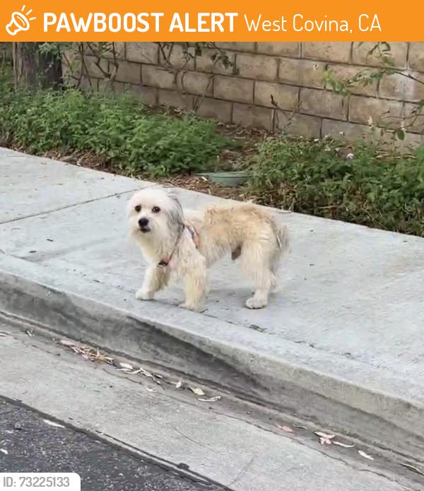 Found/Stray Unknown Dog last seen Near Tokyo Central, West Covina, CA 91791