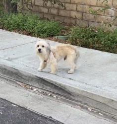 Found/Stray Unknown Dog last seen Near Tokyo Central, West Covina, CA 91791