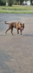Found/Stray Male Dog last seen Nisqaully River, Thurston County, WA 98516