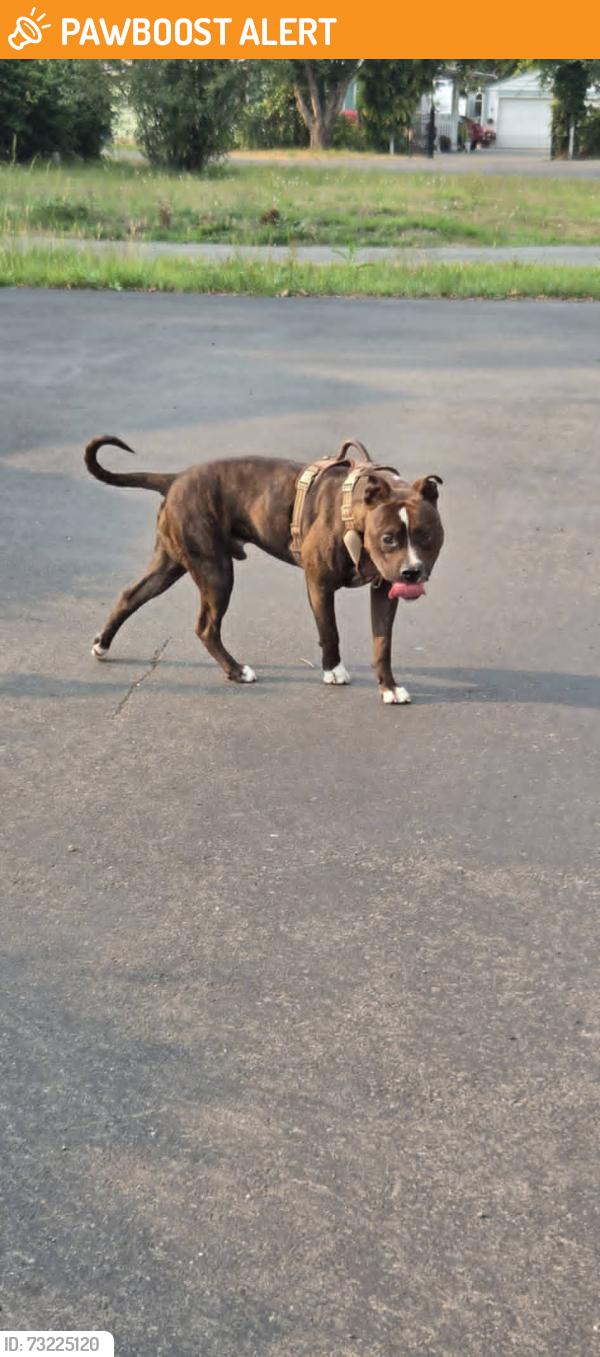 Found/Stray Male Dog last seen Nisqaully River, Thurston County, WA 98516