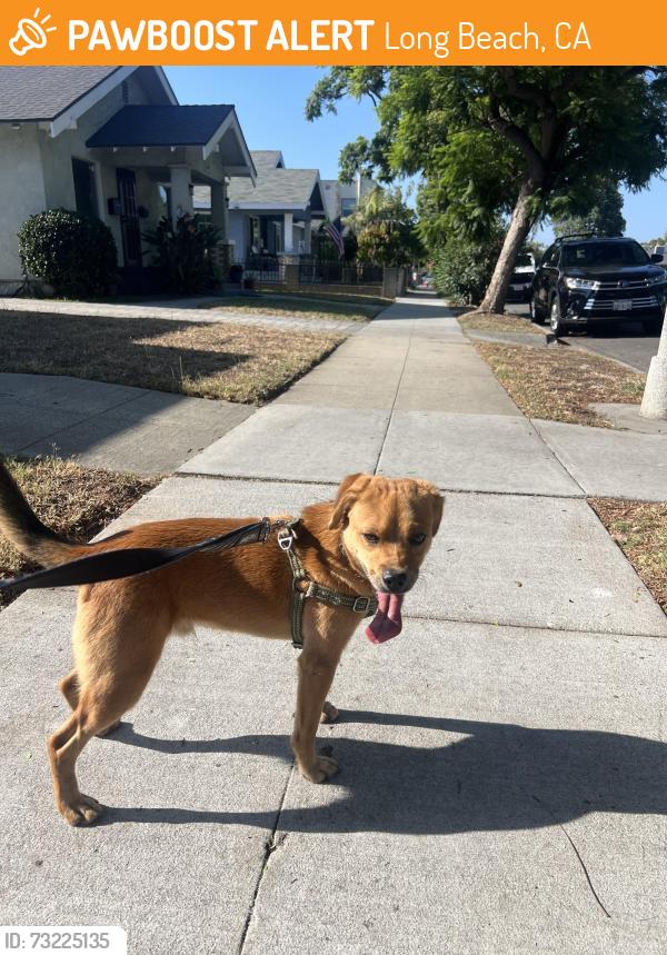Found/Stray Male Dog last seen Dong Mai Supermarket Long Beach, Long Beach, CA 90813