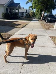Found/Stray Male Dog last seen Dong Mai Supermarket Long Beach, Long Beach, CA 90813